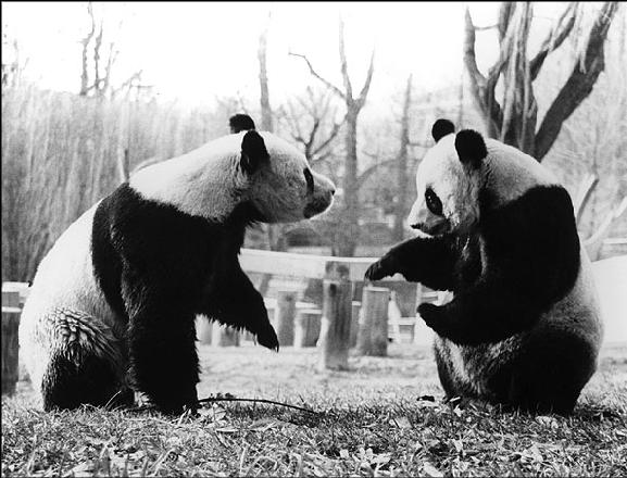 In 1972, the PRC presented two pandas to the US.